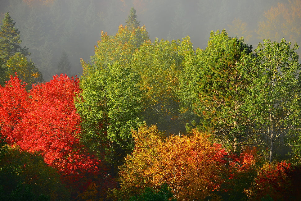 green and red leafed trees HD wallpaper