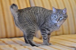 green Tabby cat on beige and brown stripe sofa