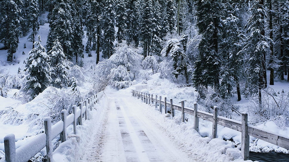 pathway in between wooden handrails near forest HD wallpaper