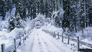 pathway in between wooden handrails near forest