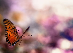 Fritillary Butterfly in closeup photography HD wallpaper