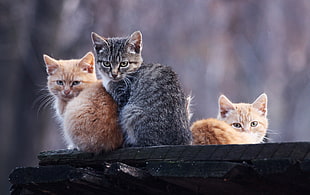 two orange and one silver tabby kittens on black wooden surface