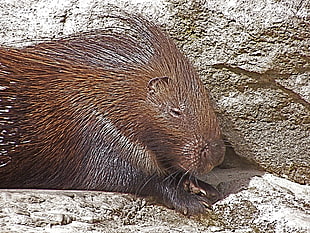 brown beaver near rocks HD wallpaper
