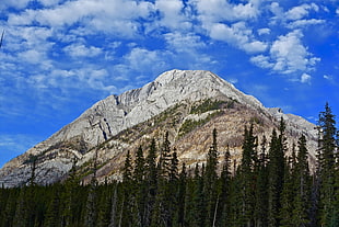 photo of brown mountain covered with trees