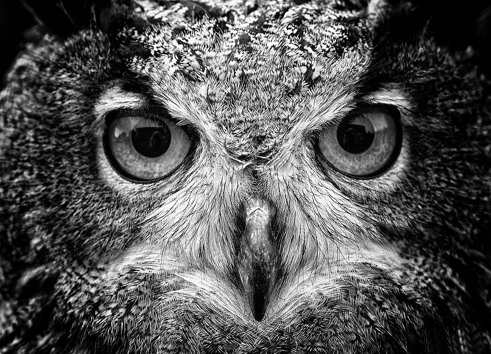 grayscale photography of owl HD wallpaper