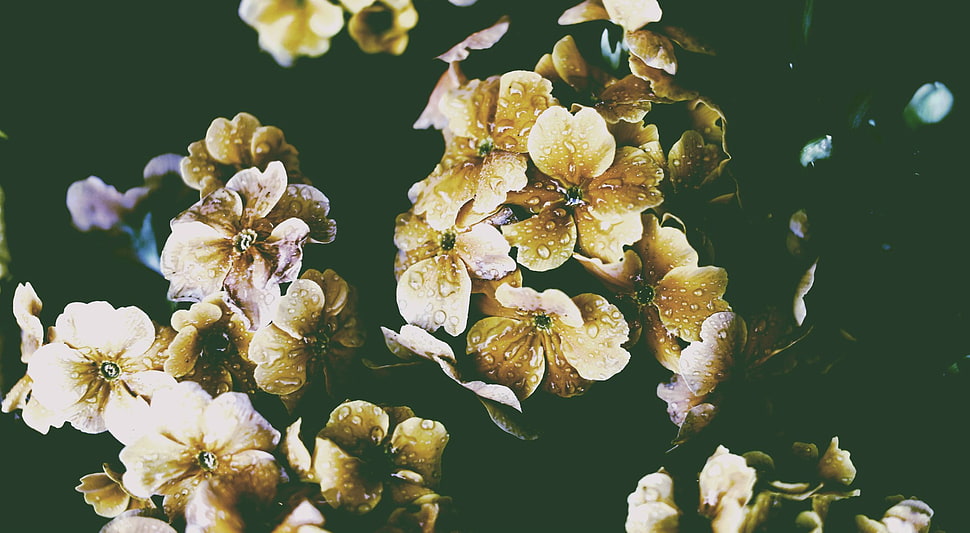 brown petaled flowers, winter, snow, fall, flowers HD wallpaper
