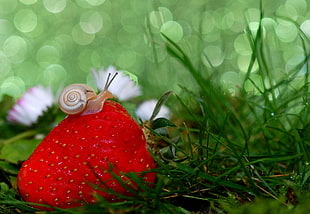 snail on strawberry fruit HD wallpaper