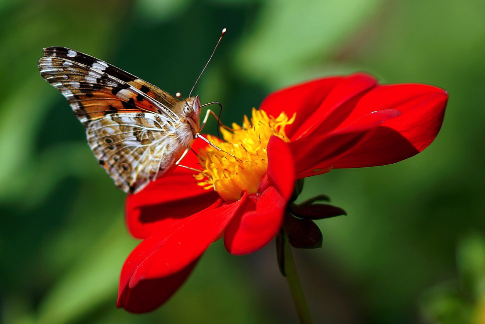selective focus photography of Vanessa Atalanta butterfly on top of red petaled flower HD wallpaper
