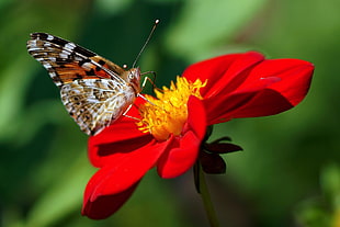 selective focus photography of Vanessa Atalanta butterfly on top of red petaled flower