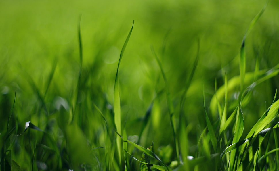 field of green grass HD wallpaper