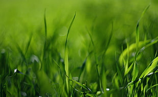 field of green grass