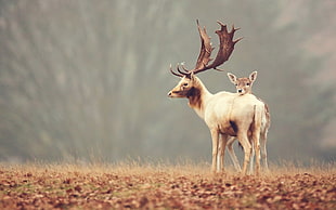 white stud, deer, fawns, animals, nature HD wallpaper