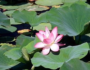 white and pink lotus