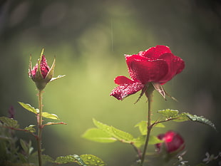 shallow focus photography of a rose HD wallpaper
