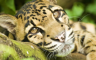 close-up photo of Cheetah