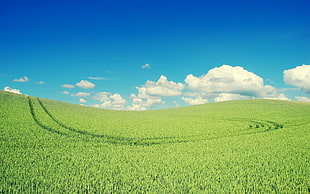 green grass field, nature, field, clouds