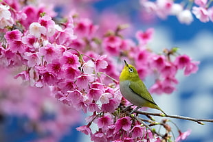 bird perching on Cherry blossoms HD wallpaper