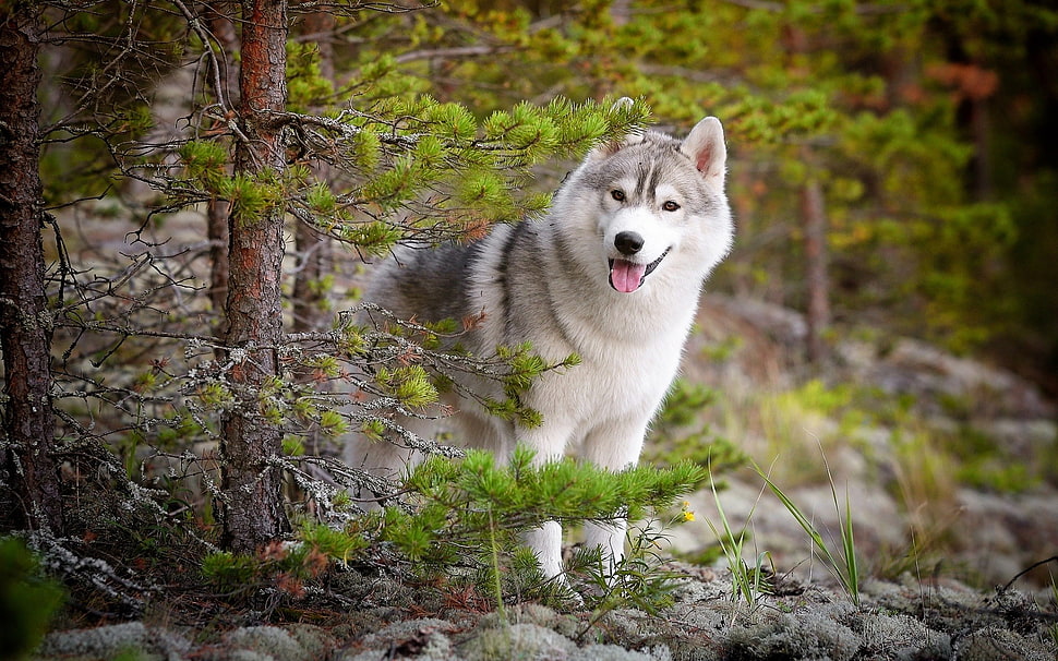 adult white and black Siberian husky, Siberian Husky , animals, dog, nature HD wallpaper