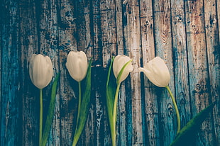 four white tulips, Tulips, Flowers, Stem HD wallpaper