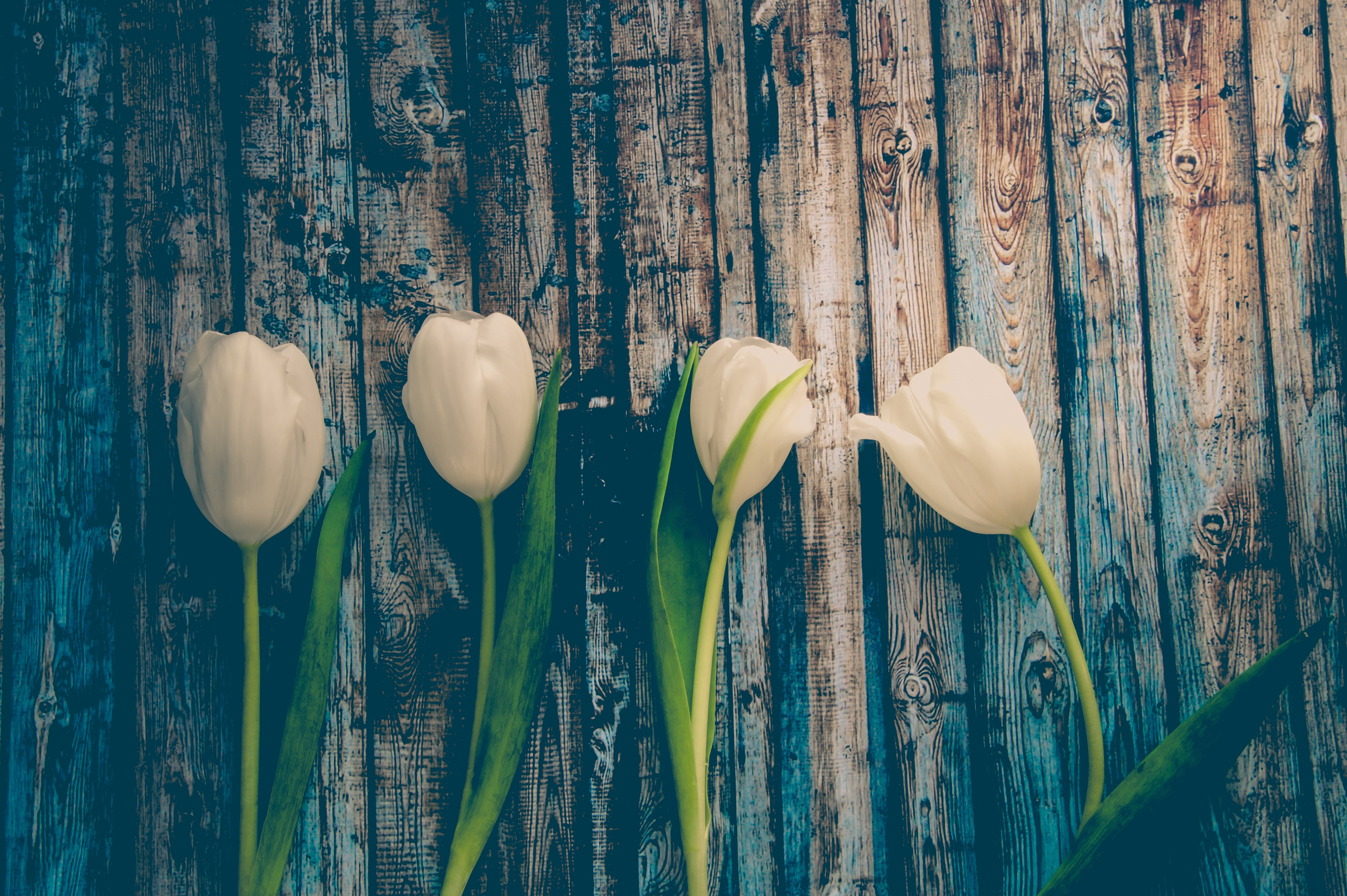 Весенние эстетичные обои. Белые тюльпаны. Стильные тюльпаны. Стильные весенние цветы.