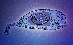 blue whale illustration