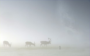 Deer,  Fog,  Field,  Silhouette