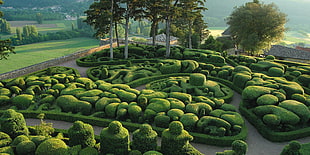 aerial photography of topiary maze digital graphic art