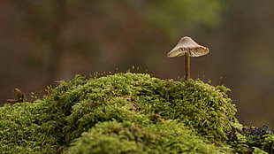 brown mushroom in tilt shift lens photography HD wallpaper