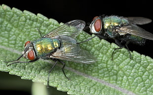 two flies on green leaf