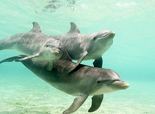 three dolphins, animals, dolphin