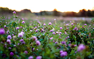 bed of lavender flowers HD wallpaper