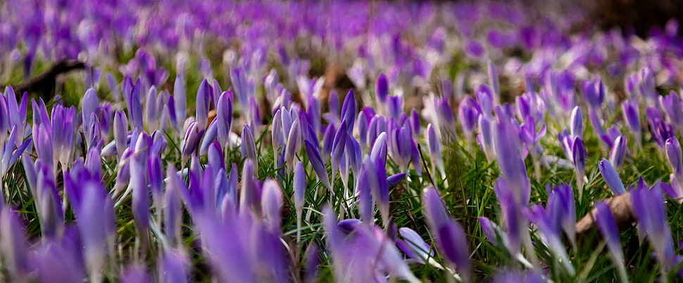 purple-and-white petaled flowers HD wallpaper