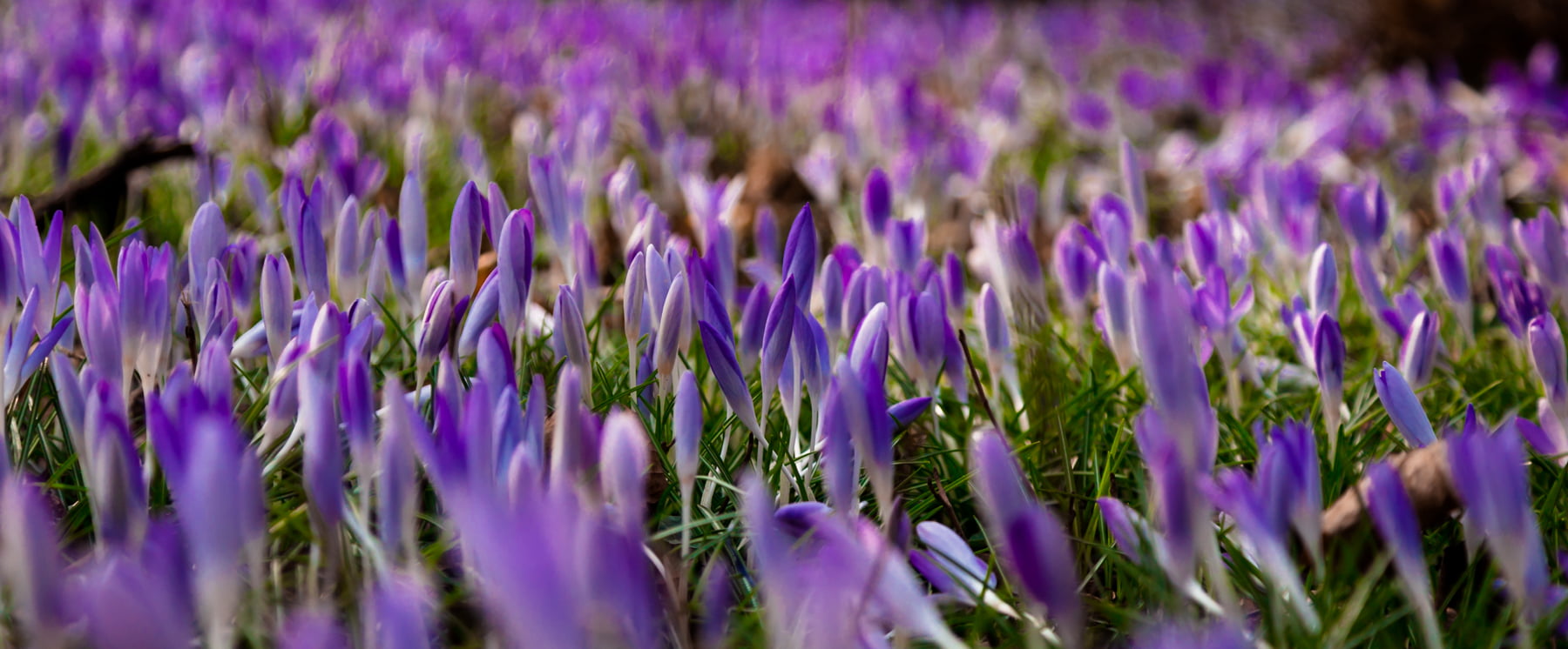 purple-and-white petaled flowers