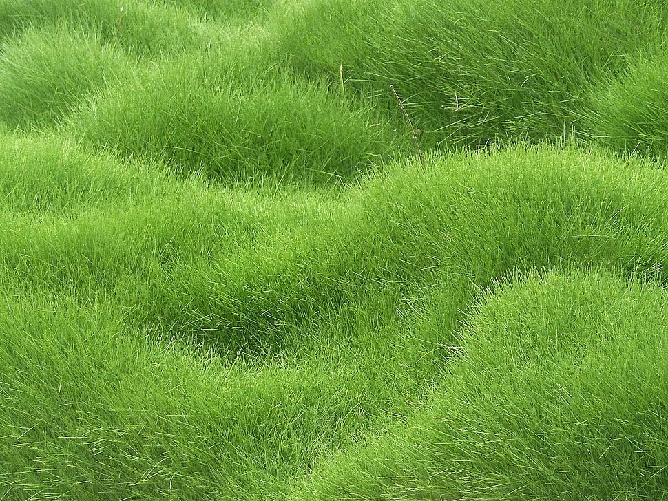 green furred textile HD wallpaper