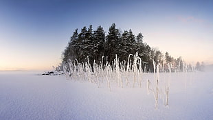 green pine tree, winter, snow, nature, landscape