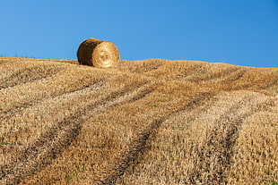 rolled haystack under white clouds, onoway HD wallpaper