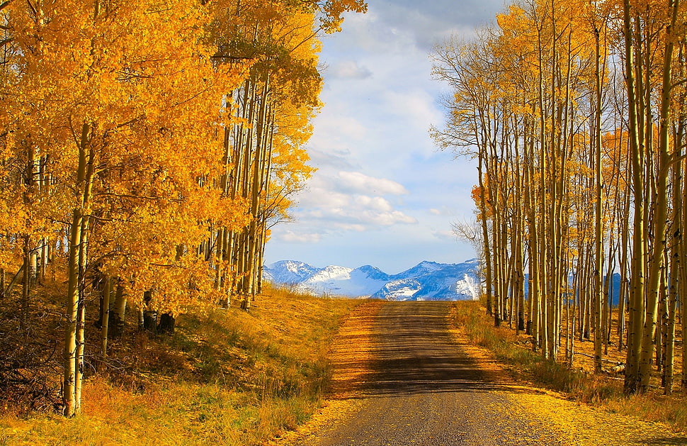 orange leafed trees, nature HD wallpaper