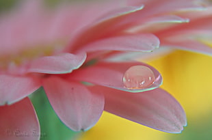 macro shot of water droplet on top of pink petals