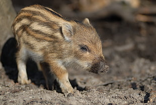 baby wild boar photography
