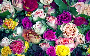 assorted color flowers HD wallpaper