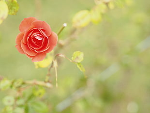 selective photography of pink rose flower