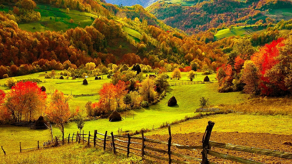 orange and green leaf trees near mountain ranges HD wallpaper