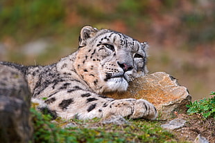 white and black tiger head, snow leopards, leopard (animal)