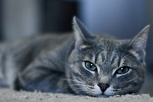 closeup photo of grey Tabby cat