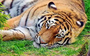 tiger lying on ground HD wallpaper