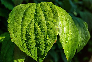 green leaves photo
