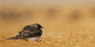 selective focus photography of small black Bird on the ground, sand martin