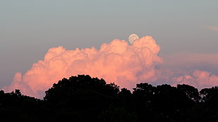 silhouette image of trees, clouds, Moon