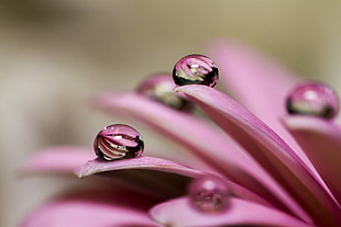 purple petals with water drop during daytime
