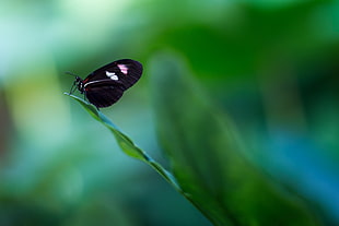 photography of black butterfly on green leaf